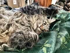 Lithuania_MiukuMauku-tarkka