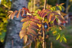 CAM00694_syyskuu