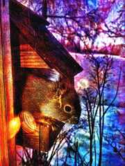 Orava-ikkunalaudalla